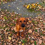 Aska participe au concours pour gagner de l'argent avec cette photo : dog, brown_dog, puppy, animal, pet, autumn, fall_leaves, outdoor, nature, grass, leaves, sitting, cute, young_dog, canine, fur, ears, snout, eyes, ground