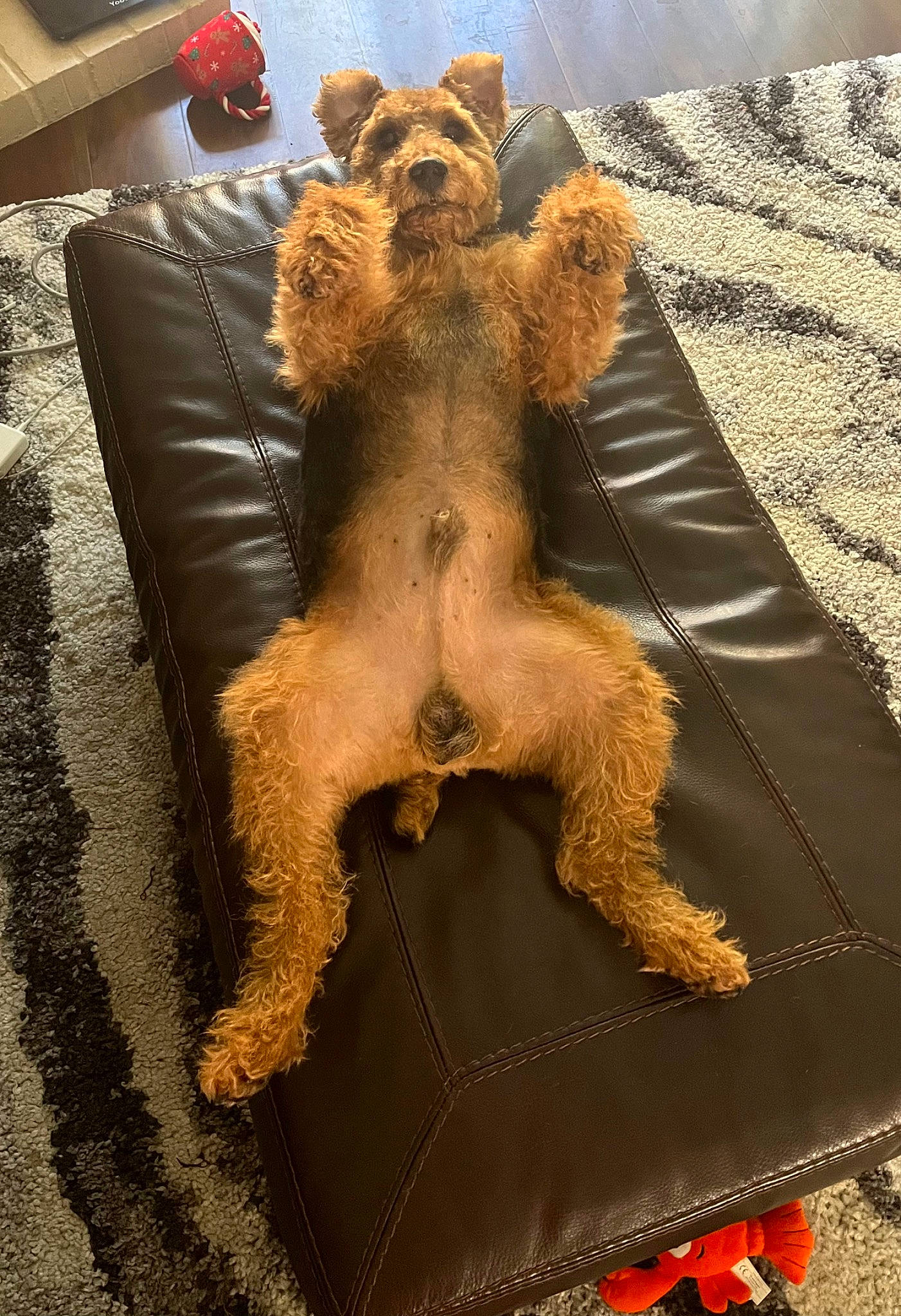 Sunny joined the competition — help win amazing prizes! bear, brown, canidae, companion_dog, couch, dog_breed, fawn, felidae, flooring, fur, orange, plush, shadow, sporting_group, stuffed_toy, tail, teddy_bear, textile, toy, wood
