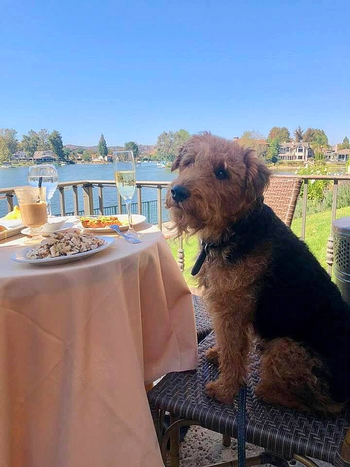 Sunny joined the competition — help win amazing prizes! airedale_terrier, carnivore, chair, collar, companion_dog, dog, dog_breed, event, fawn, outdoor_furniture, plant, sky, sporting_group, table, tablecloth, tableware, tree, water, wine_glass, working_animal