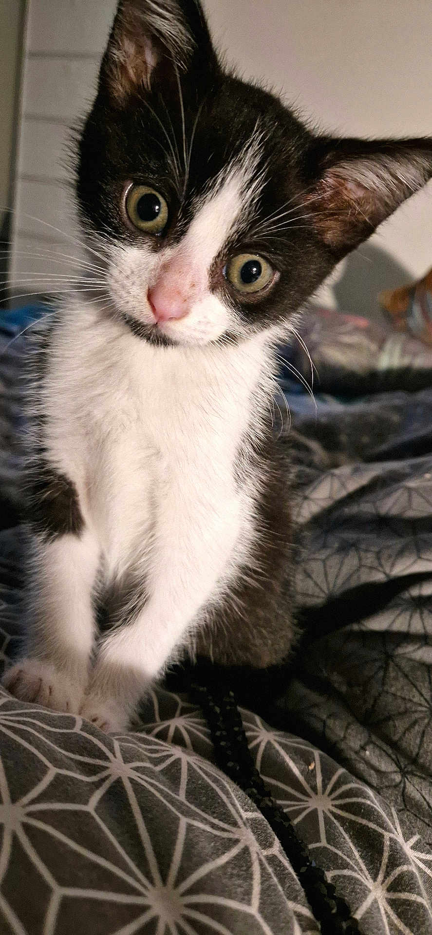 Charly a rejoint le concours — aidez-le/la à gagner de superbes lots ! kitten, cat, black_and_white, pet, animal, cute, curious, indoor, feline, whiskers, ears, eyes, face, fur, young, bed, blanket, pattern, domestic, closeup