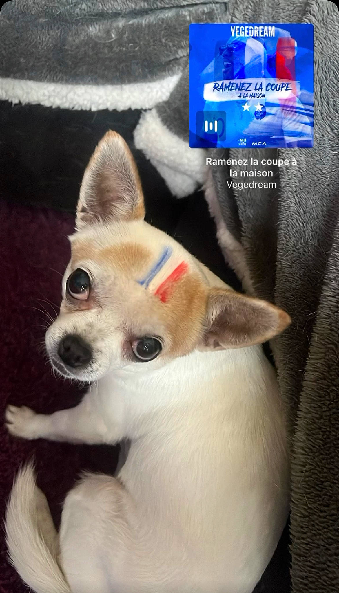 Kitty participe au concours pour gagner de l'argent avec cette photo : ancient_dog_breeds, canidae, carnivore, collar, companion_dog, dog, dog_breed, electric_blue, fawn, font, fur, logo, non_sporting_group, photo_caption, snout, sporting_group, terrestrial_animal, whiskers, working_animal