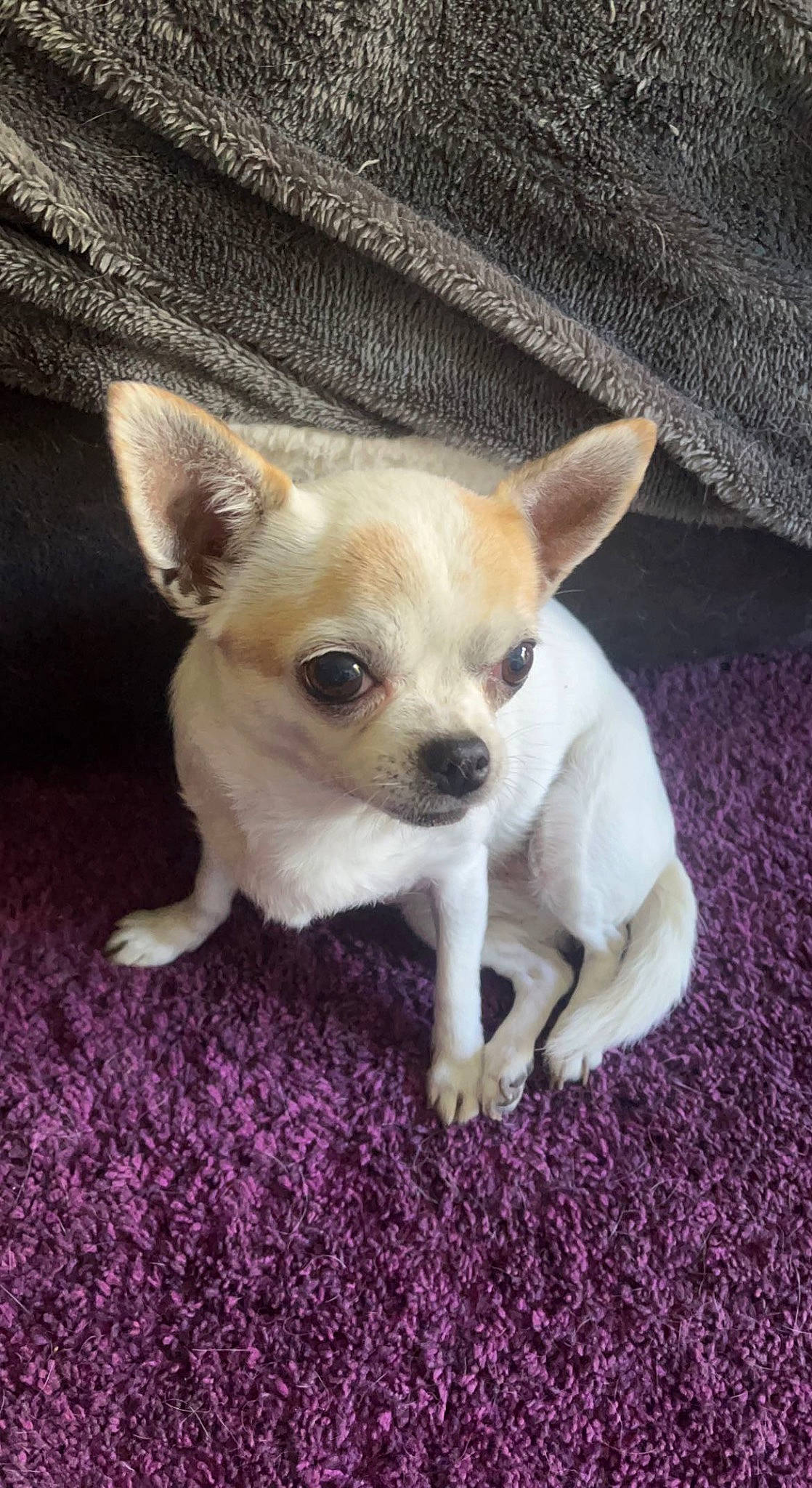 Kitty participe au concours pour gagner de l'argent avec cette photo : canidae, carnivore, chihuahua, companion_dog, corgi_chihuahua, dog, dog_breed, ear, fawn, fur, non_sporting_group, paw, russkiy_toy, small_terrier, snout, sporting_group, terrestrial_animal, toy_dog, whiskers, working_animal