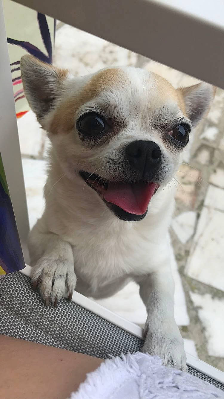 Kitty participe au concours pour gagner de l'argent avec cette photo : canidae, carnivore, collar, companion_dog, dog, dog_breed, ear, fawn, fur, non_sporting_group, paw, snout, sporting_group, terrestrial_animal, toy_dog, whiskers, working_animal