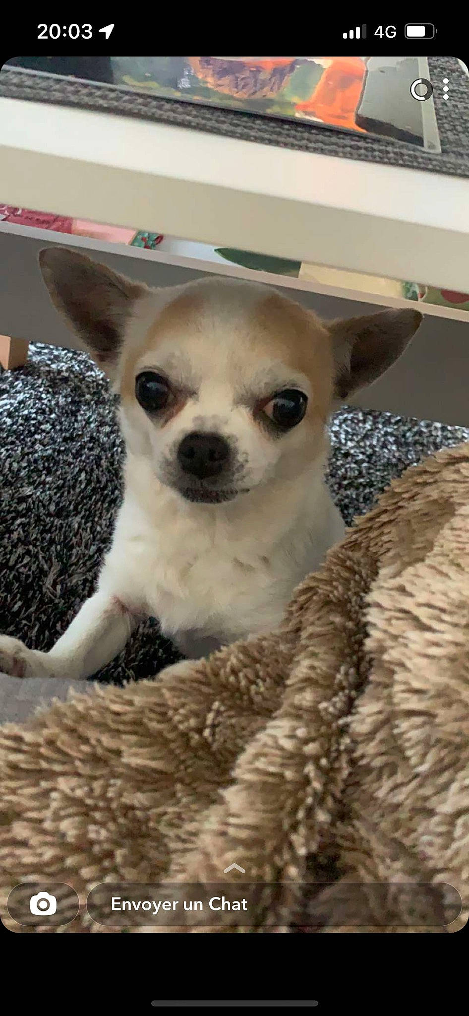 Kitty a rejoint le concours — aidez-le/la à gagner de superbes lots ! bone, canidae, carnivore, chihuahua, companion_dog, computer_keyboard, corgi_chihuahua, dog, dog_breed, fawn, fur, non_sporting_group, paw, puppy, snout, sporting_group, terrestrial_animal, toy_dog, whiskers, working_animal