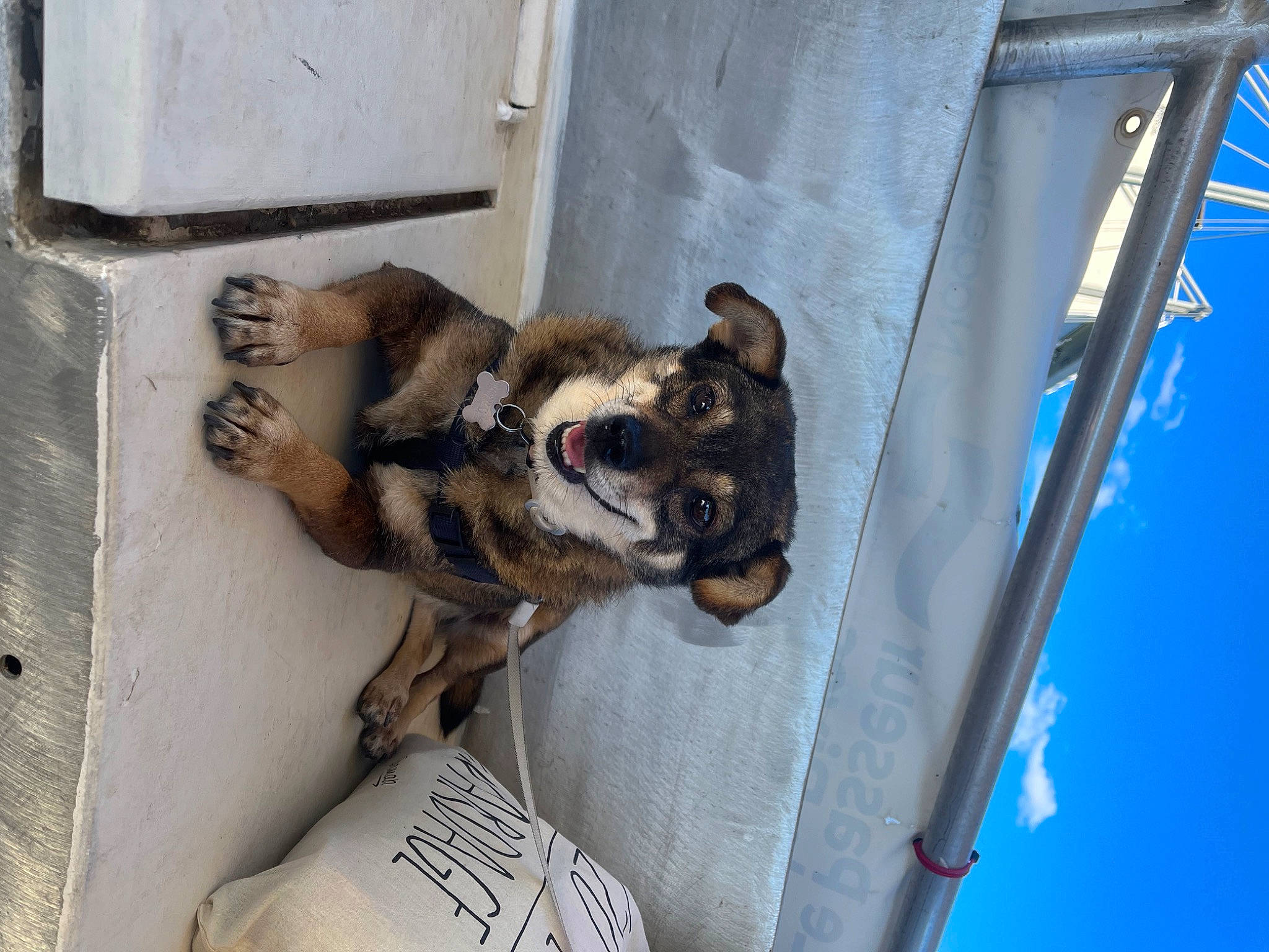 Lou a rejoint le concours — aidez-le/la à gagner de superbes lots ! canidae, carnivore, claw, companion_dog, dog, dog_breed, dog_supply, electric_blue, fawn, fur, gas, non_sporting_group, paw, pet_supply, puppy, snout, sporting_group, toy_dog, windshield, working_animal