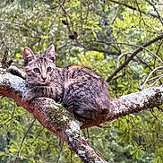 Cassie is registered to the contest to win money with this photo: cat, kitten, tabby, animal, pet, feline, tree, branch, forest, woodland, outdoors, nature, wildlife, lichen, leaves, greenery, sitting, portrait, alert, fur