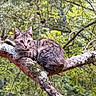cat, kitten, tabby, animal, pet, feline, tree, branch, forest, woodland, outdoors, nature, wildlife, lichen, leaves, greenery, sitting, portrait, alert, fur