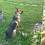 animal, canine, collar, daylight, dog, fence, garden, german_shepherd, grass, greenery, nature, outdoor, pet, plant, potted_plant, quiet, side_view, sitting, watching, yard