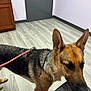 Havana joined the competition — help win amazing prizes! dog, german_shepherd, leash, indoor, flooring, door, cabinet, wall, collar, pet, animal, room, curious, brown, black, fur, ears, standing, office, veterinary