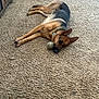Havana joined the competition — help win amazing prizes! dog, german_shepherd, carpet, indoor, pet, animal, tennis_ball, relaxed, lying_down, brown, black, furniture, crate, collar, floor, home, domestic, canine, resting, looking