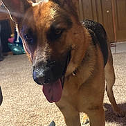 Havana joined the competition — help win amazing prizes! dog, german_shepherd, indoor, carpet, tongue_out, pet, animal, living_room, door, floor, fur, ears, canine, muzzle, collar, domestic_animal, household, portrait, four_legs, friendly