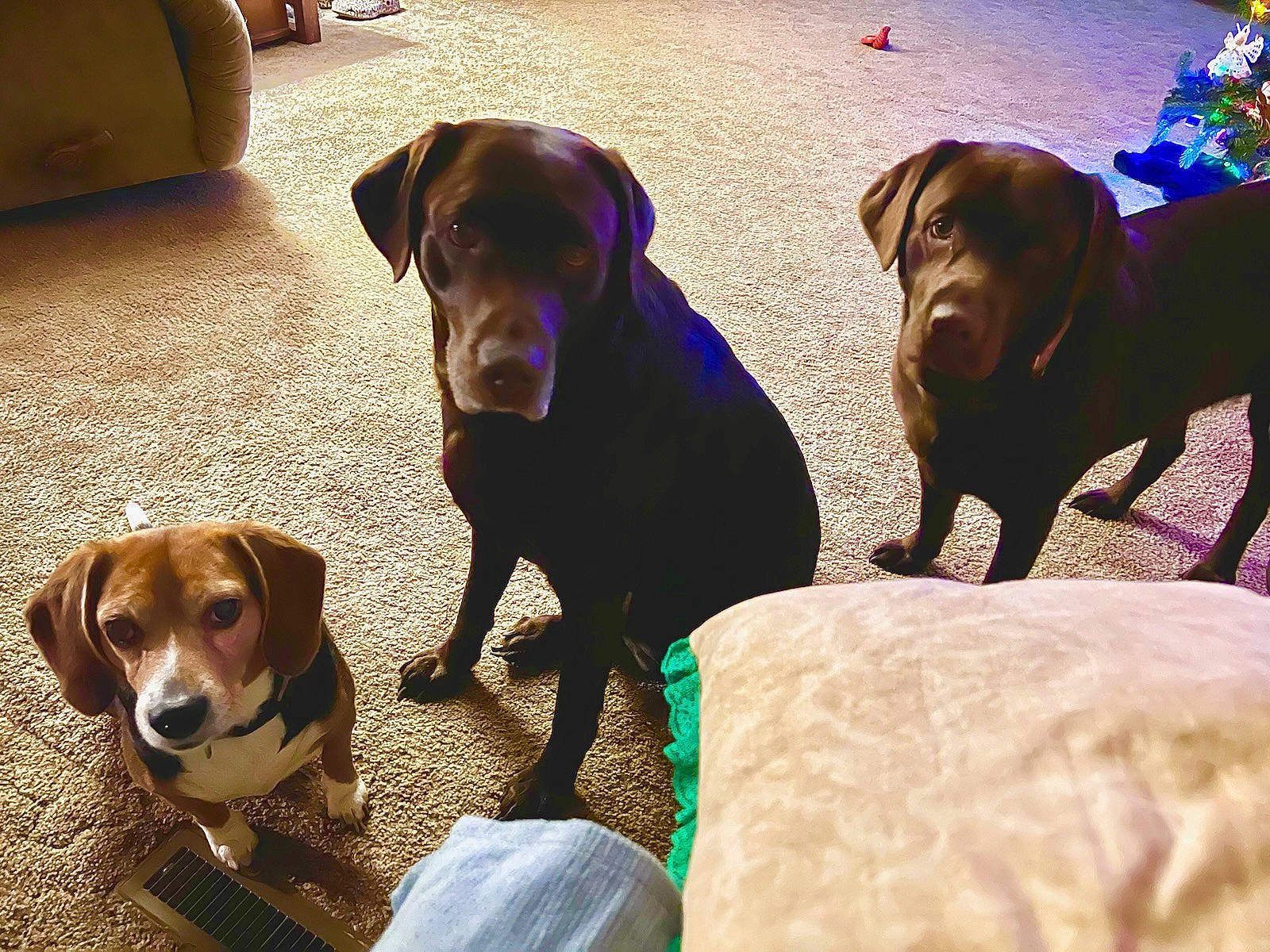 Yeti joined the competition — help win amazing prizes! brown, canidae, carnivore, collar, companion_dog, dog, dog_breed, dog_collar, fawn, flooring, guard_dog, gun_dog, hardwood, leash, liver, pet_supply, scent_hound, sporting_group, wood, working_animal