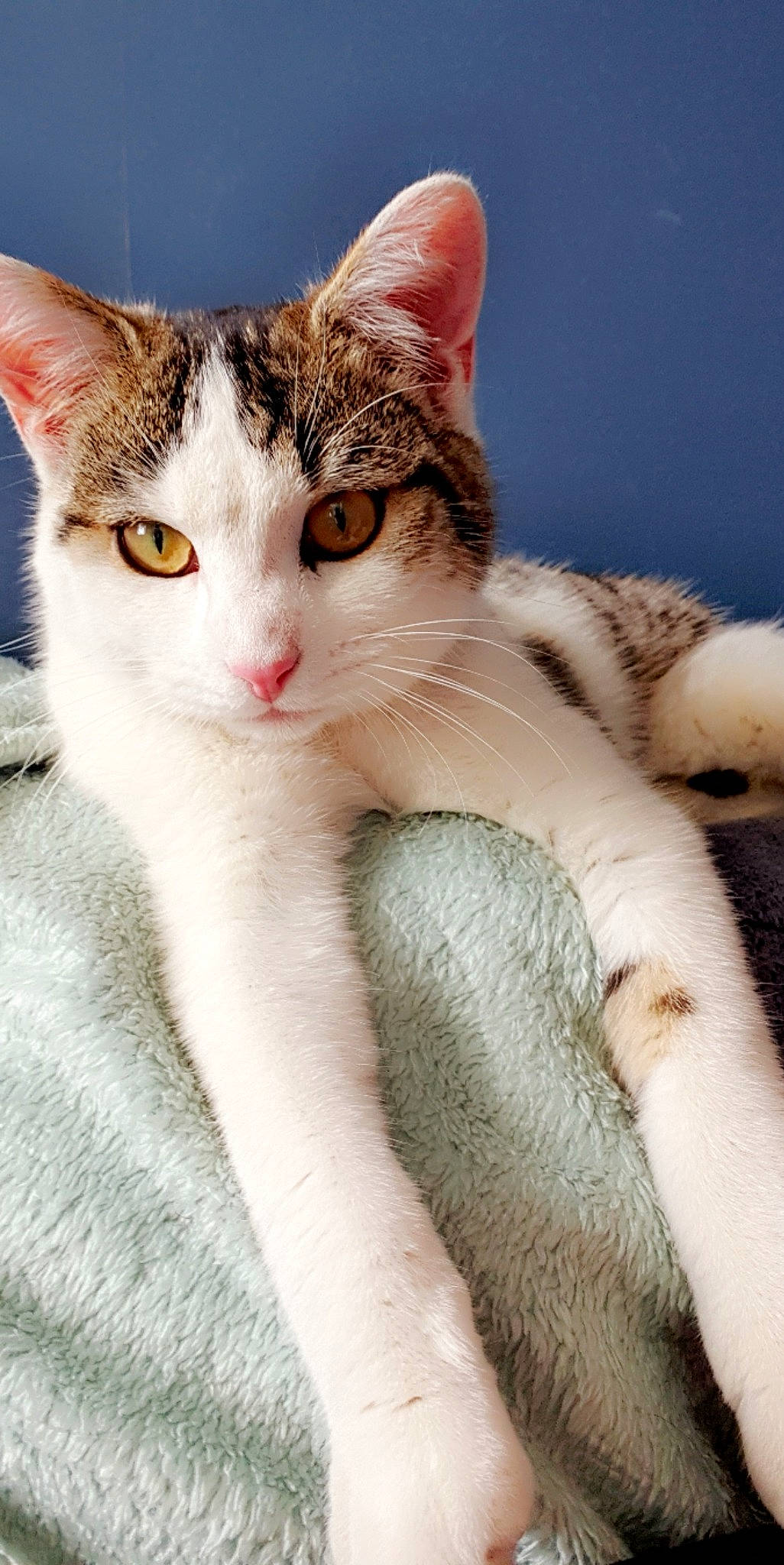 Jah participe au concours pour gagner de l'argent avec cette photo : art, carnivore, cat, comfort, domestic_short_haired_cat, ear, eye, eyelash, fawn, felidae, fur, gesture, head, iris, paw, small_to_medium_sized_cats, snout, tail, tree, whiskers