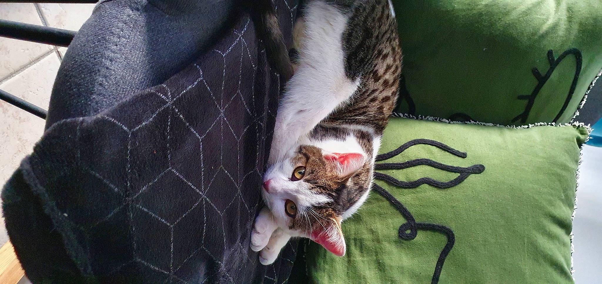 Jah a rejoint le concours — aidez-le/la à gagner de superbes lots ! carnivore, cat, comfort, domestic_short_haired_cat, eye, fawn, felidae, fur, grass, leg, linens, plant, sleeve, small_to_medium_sized_cats, snout, tail, terrestrial_animal, tree, whiskers, wildlife