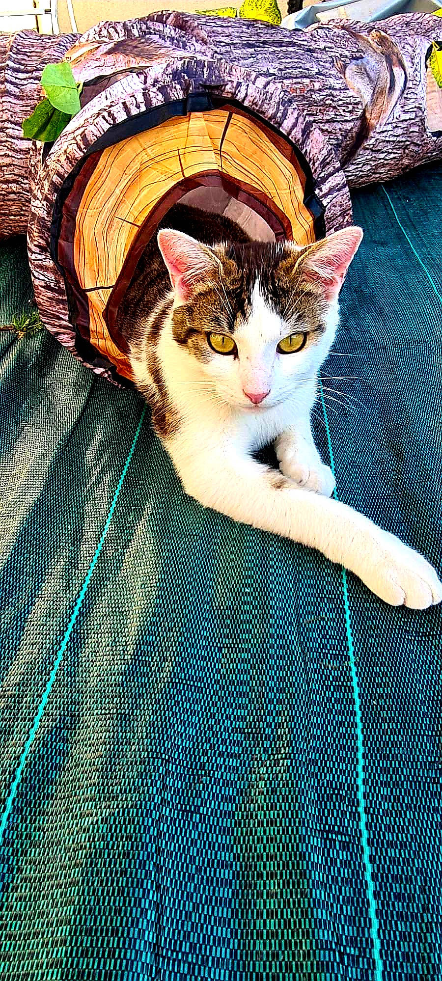 Jah a rejoint le concours — aidez-le/la à gagner de superbes lots ! carnivore, cat, comfort, domestic_short_haired_cat, electric_blue, fawn, felidae, foot, fur, grass, hat, human_leg, pattern, paw, small_to_medium_sized_cats, snout, tail, textile, whiskers, wood