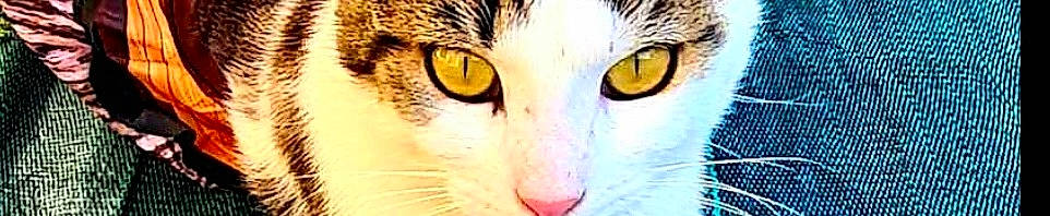 Jah a rejoint le concours — aidez-le/la à gagner de superbes lots ! carnivore, cat, close_up, felidae, fur, iris, macro_photography, photography, small_to_medium_sized_cats, snout, terrestrial_animal, whiskers