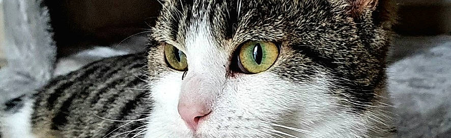 Taïro participe au concours pour gagner de l'argent avec cette photo : carnivore, cat, close_up, domestic_short_haired_cat, event, felidae, fur, grass, small_to_medium_sized_cats, snout, terrestrial_animal, whiskers