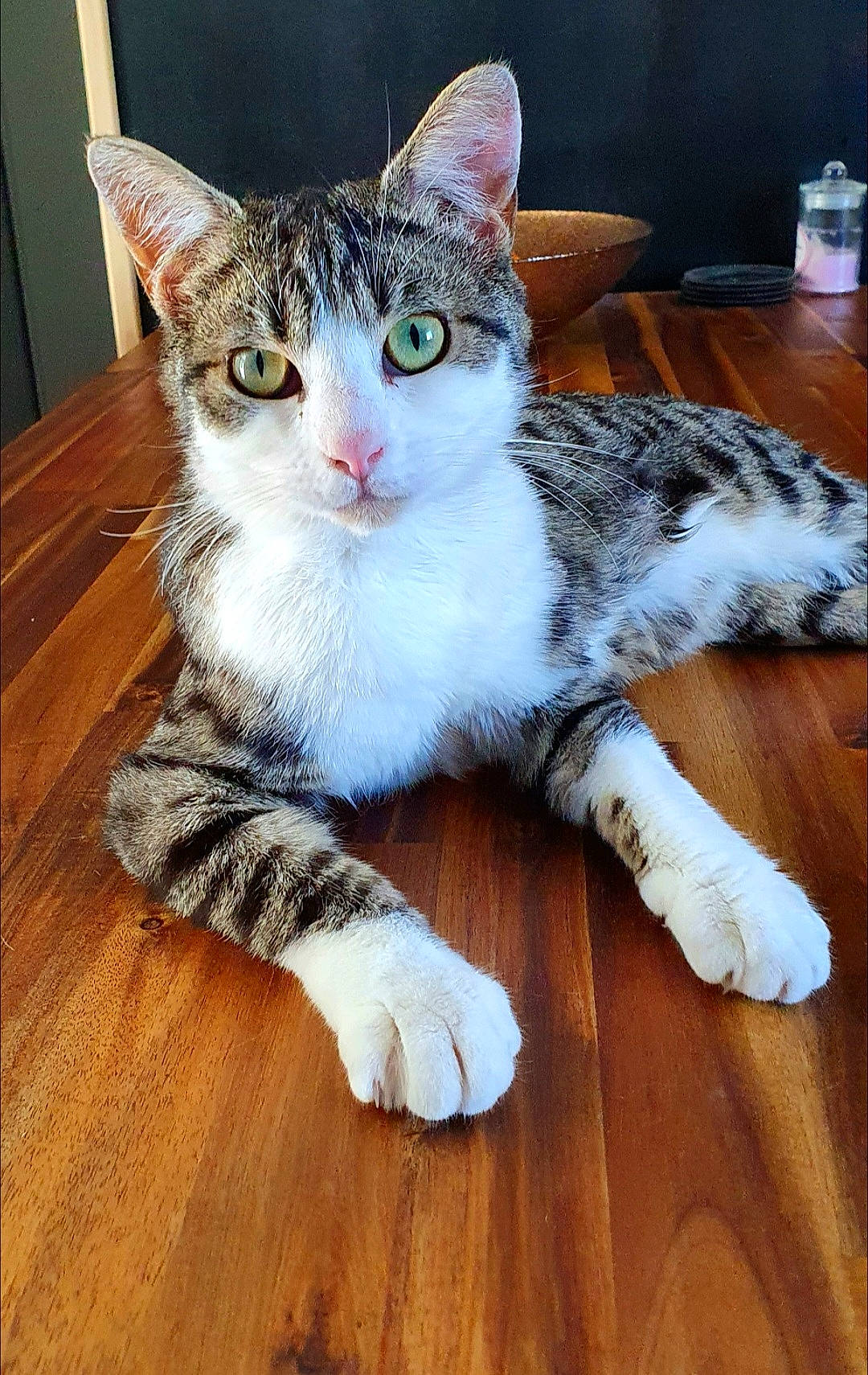 Taïro participe au concours pour gagner de l'argent avec cette photo : carnivore, cat, comfort, domestic_short_haired_cat, eye, felidae, flooring, foot, fur, hardwood, laminate_flooring, leg, paw, small_to_medium_sized_cats, snout, tail, whiskers, window, wood, wood_flooring