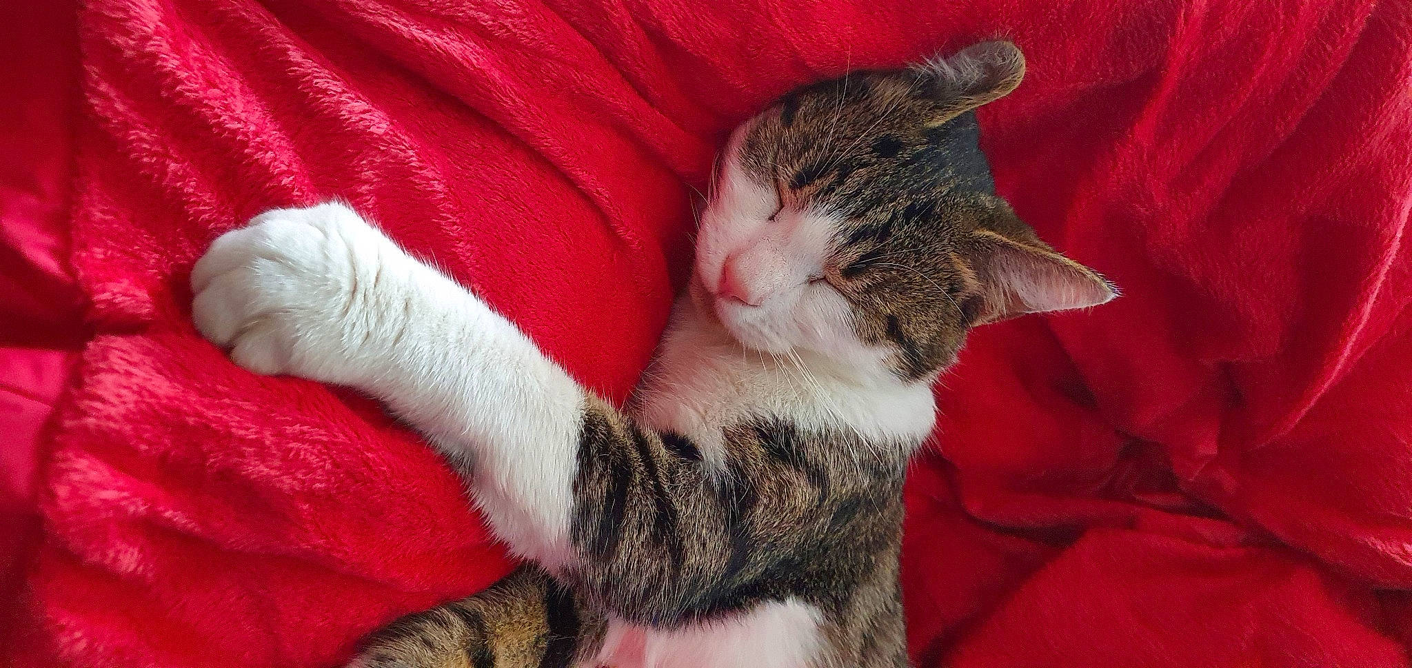 Taïro participe au concours pour gagner de l'argent avec cette photo : carmine, carnivore, cat, claw, comfort, domestic_short_haired_cat, felidae, fur, human_leg, lap, linens, nap, paw, sleep, small_to_medium_sized_cats, tail, whiskers