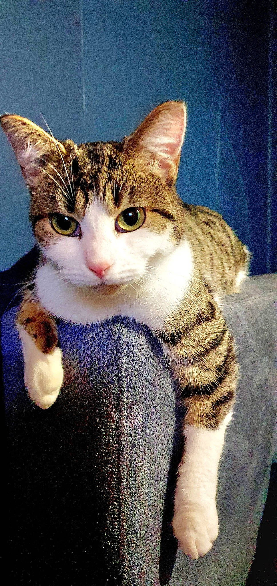 Taïro participe au concours pour gagner de l'argent avec cette photo : art, carnivore, cat, claw, domestic_short_haired_cat, eye, fawn, felidae, fur, head, iris, paw, sitting, small_to_medium_sized_cats, snout, tail, terrestrial_animal, whiskers, wool, woolen