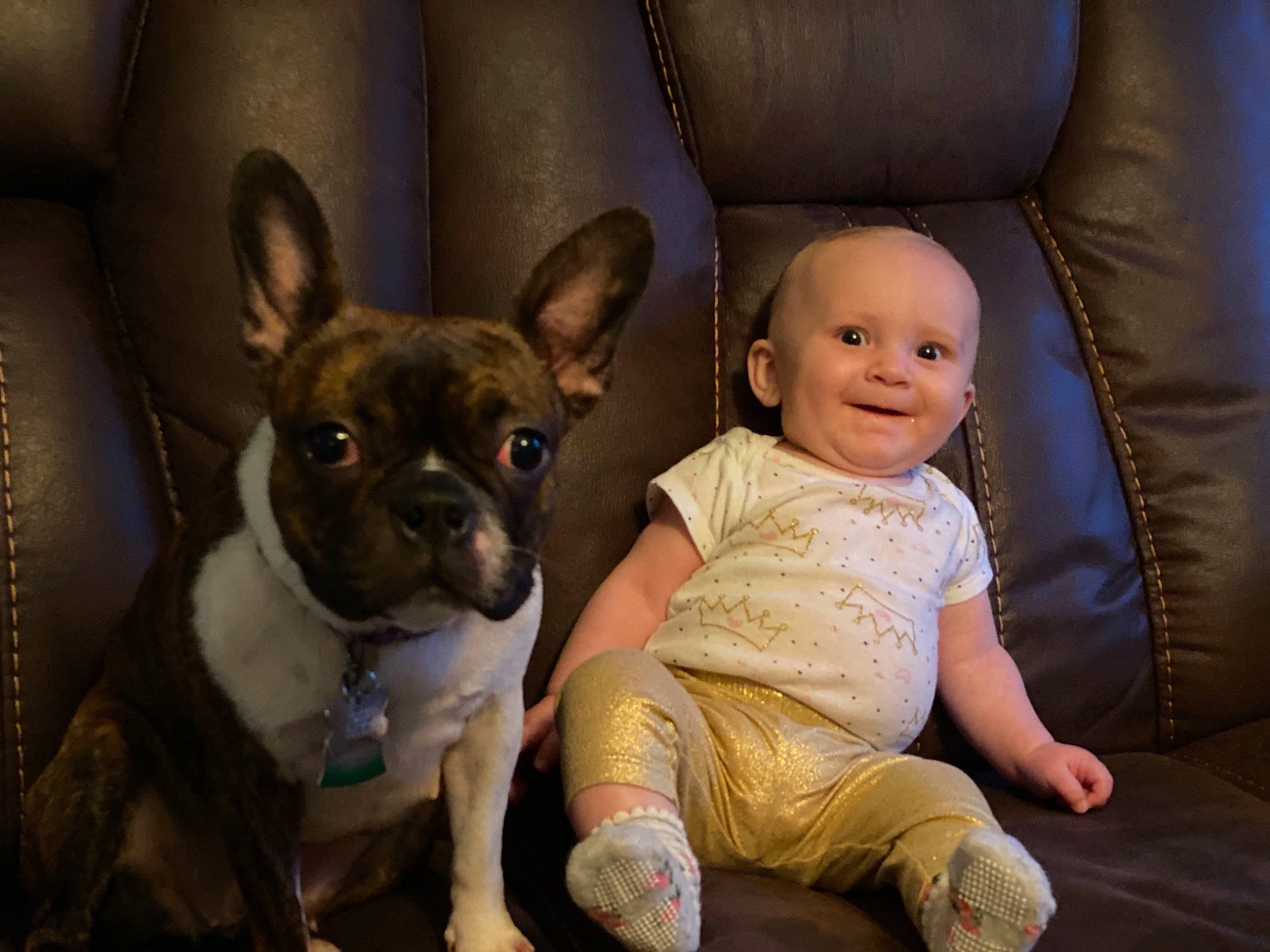Jazmine is registered to the contest to win money with this photo: boston_terrier, bulldog, canidae, carnivore, child, companion_dog, dog, dog_breed, fawn, french_bulldog, mammal, non_sporting_group, puppy, puppy_love, skin, snout, toy_bulldog, vertebrate