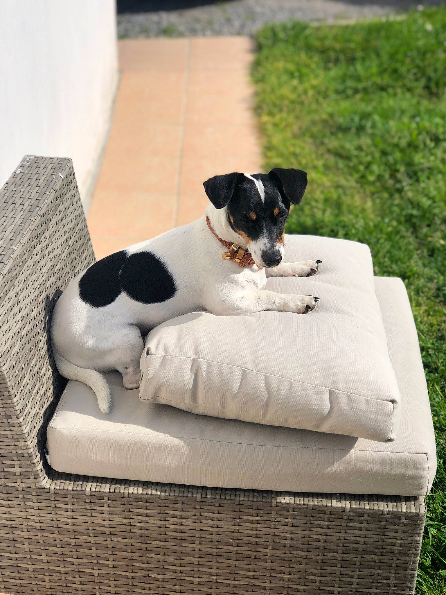 Mila participe au concours pour gagner de l'argent avec cette photo : canidae, carnivore, collar, comfort, companion_dog, dog, dog_breed, dog_collar, dog_supply, grass, pet_supply, rectangle, sitting, small_terrier, sporting_group, tail, terrier, toy_dog, white, working_animal