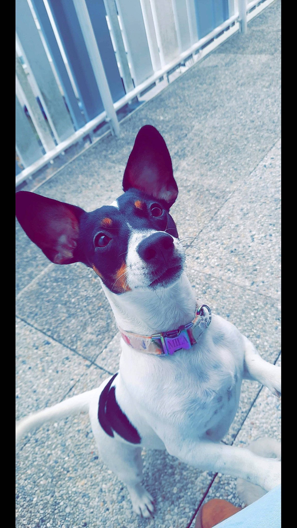 Mila a rejoint le concours — aidez-le/la à gagner de superbes lots ! canidae, carnivore, collar, companion_dog, dog, dog_breed, dog_collar, dog_supply, electric_blue, fawn, fence, magenta, non_sporting_group, pet_supply, snout, sporting_group, working_animal