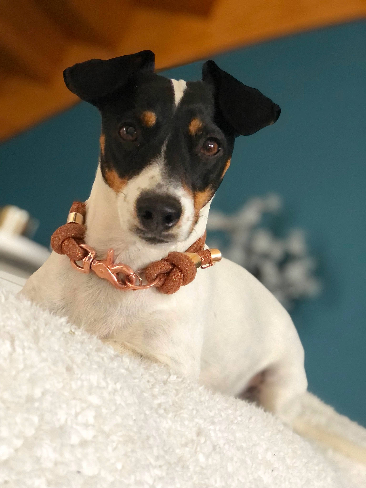 Mila participe au concours pour gagner de l'argent avec cette photo : canidae, carnivore, collar, companion_dog, dog, dog_breed, dog_collar, dog_supply, fawn, fur, leash, pet_supply, snout, sporting_group, terrier, whiskers, working_animal, working_dog