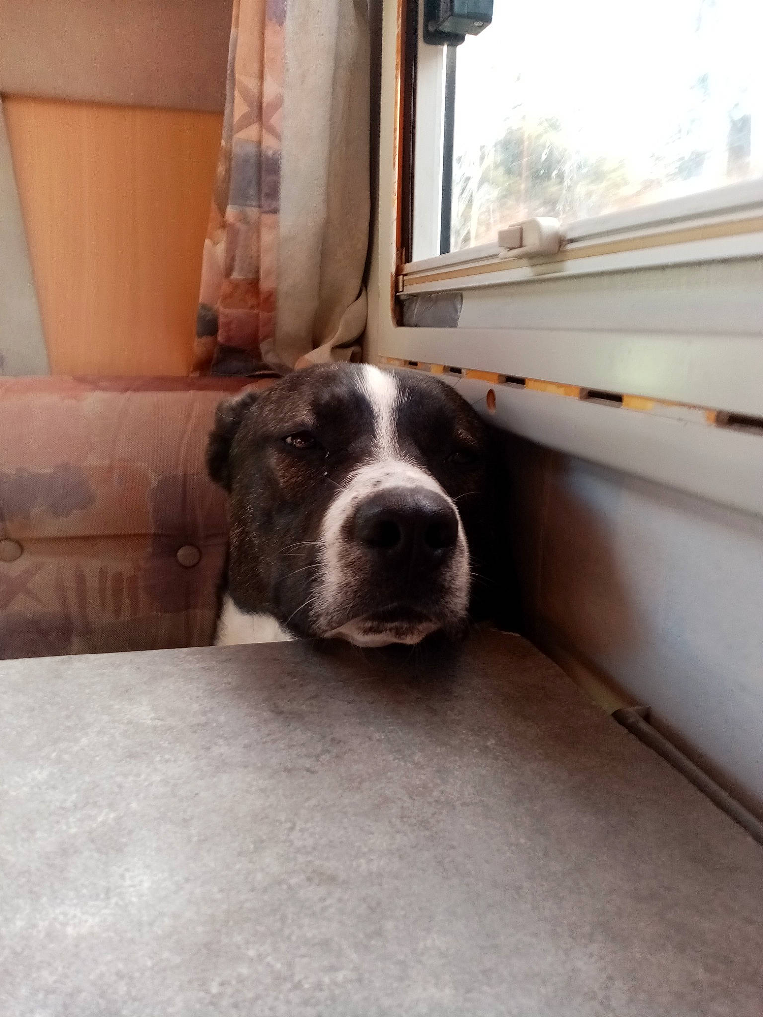 Taïro participe au concours pour gagner de l'argent avec cette photo : building, carnivore, companion_dog, dog, dog_breed, door, fawn, floor, flooring, fur, house, room, sporting_group, tints_and_shades, vehicle_door, whiskers, window, wood, working_animal, working_dog