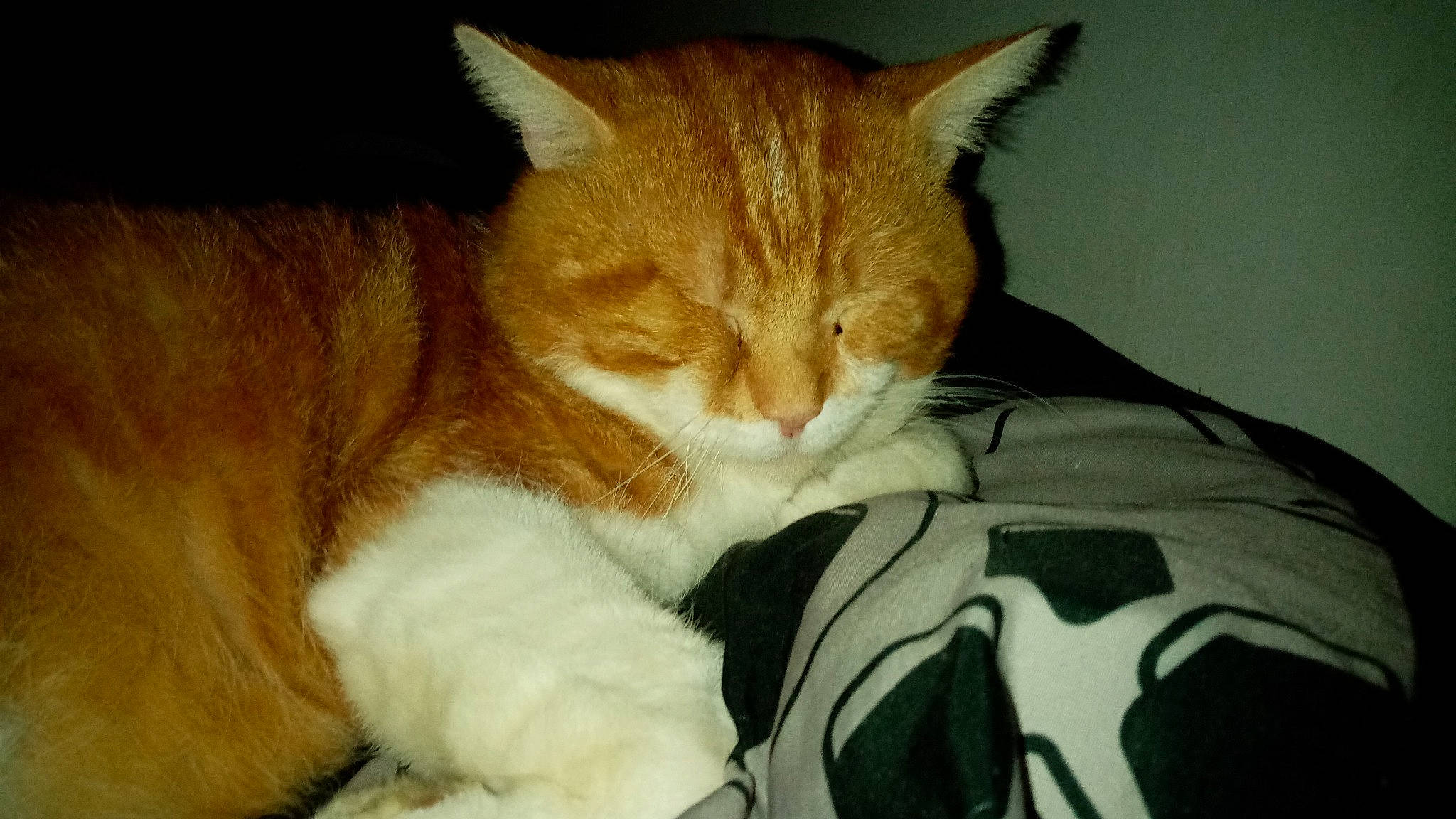 Orange a rejoint le concours — aidez-le/la à gagner de superbes lots ! carnivore, cat, cat_supply, claw, comfort, domestic_short_haired_cat, ear, eye, fawn, felidae, fur, lap, nap, paw, sleep, small_to_medium_sized_cats, snout, tail, whiskers, wood