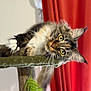 cat, tabby, long_hair, green_eyes, whiskers, paw, ears, fur, cat_tree, indoor, red_curtain, portrait, close_up, relaxed, pet, feline, wooden_post, hanging_plant, cozy, curtain