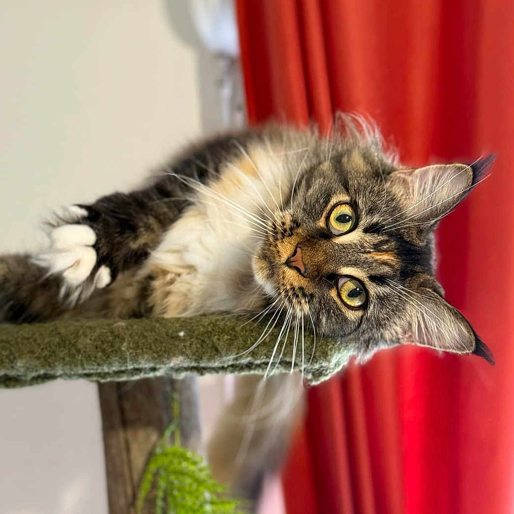 Ulan participe au concours pour gagner de l'argent avec cette photo : cat, cat_tree, close_up, cozy, curtain, ears, feline, fur, green_eyes, hanging_plant, indoor, long_hair, paw, pet, portrait, red_curtain, relaxed, tabby, whiskers, wooden_post