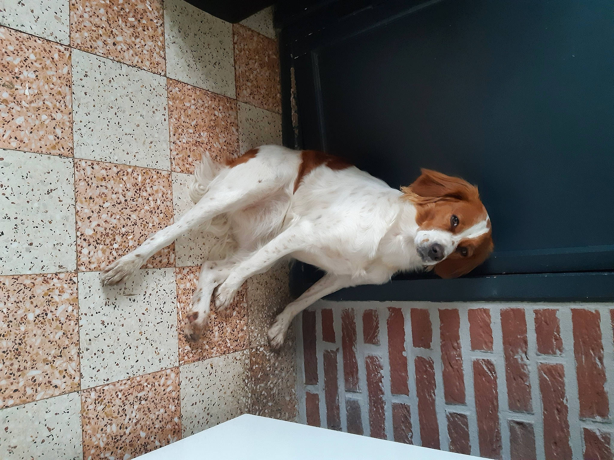 Thémis participe au concours pour gagner de l'argent avec cette photo : art, canidae, carnivore, companion_dog, dog, dog_breed, door, fawn, felidae, flooring, fur, room, sculpture, small_to_medium_sized_cats, sporting_group, table, tail, terrestrial_animal, window, wood