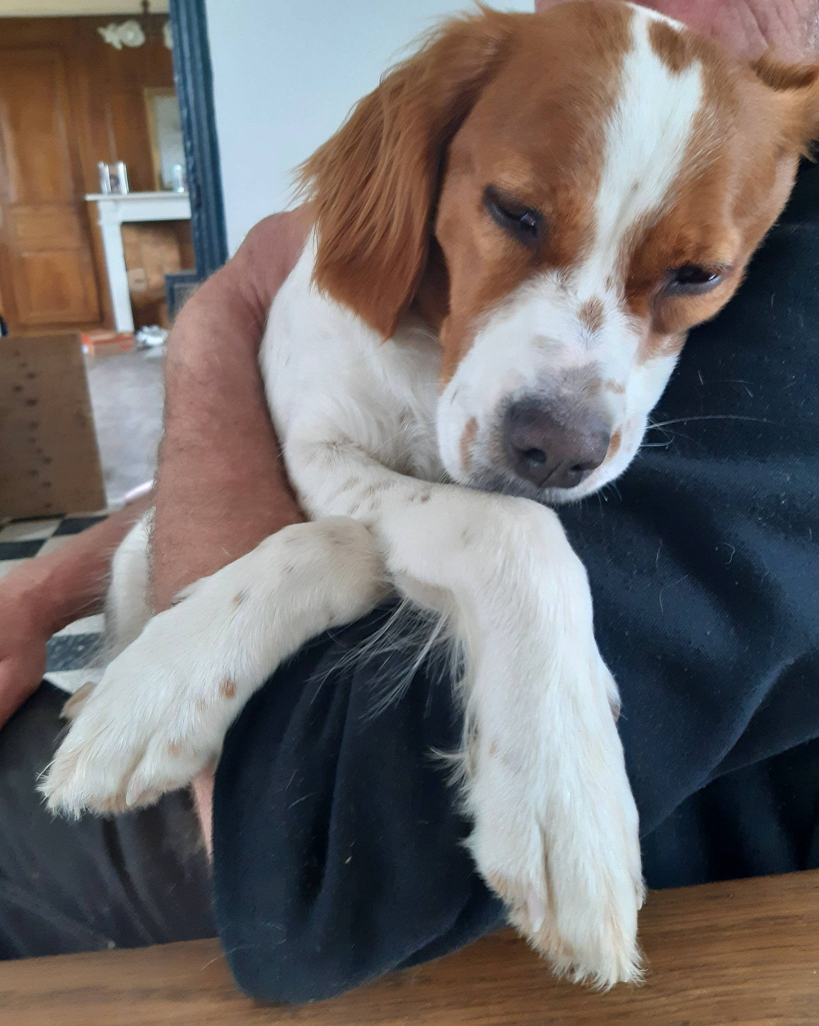 Thémis participe au concours pour gagner de l'argent avec cette photo : ball, beagle_harrier, brittany, canidae, carnivore, collar, companion_dog, dog, dog_breed, fawn, fur, gun_dog, hound, liver, paw, snout, sporting_group, tail, whiskers, working_animal
