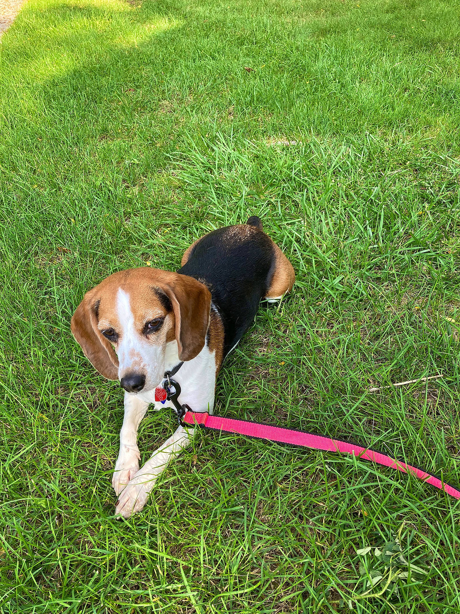 Gracey is registered to the contest to win money with this photo: canidae, carnivore, collar, companion_dog, dog, dog_breed, dog_collar, dog_supply, fawn, grass, grass_family, green, groundcover, lawn, leash, pet_supply, plant, sporting_group, tail, working_dog