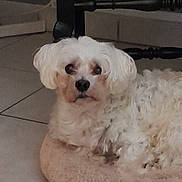 Cesar a rejoint le concours — aidez-le/la à gagner de superbes lots ! dog, small_dog, white_dog, fluffy, curly_fur, pet, canine, animal, portrait, sitting, indoor, home, tile_floor, pet_bed, round_bed, furniture, black_and_white, looking_at_camera, cute, camera_watermark