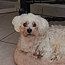 dog, small_dog, white_dog, fluffy, curly_fur, pet, canine, animal, portrait, sitting, indoor, home, tile_floor, pet_bed, round_bed, furniture, black_and_white, looking_at_camera, cute, camera_watermark