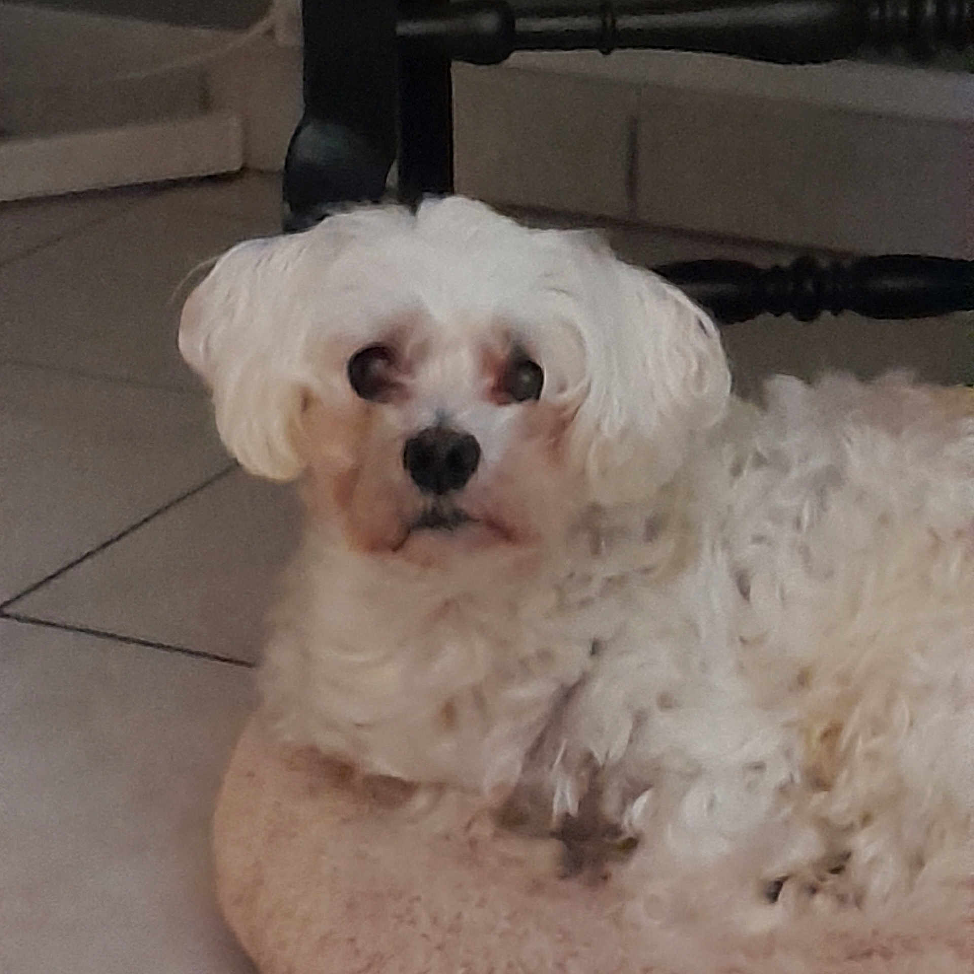 Cesar