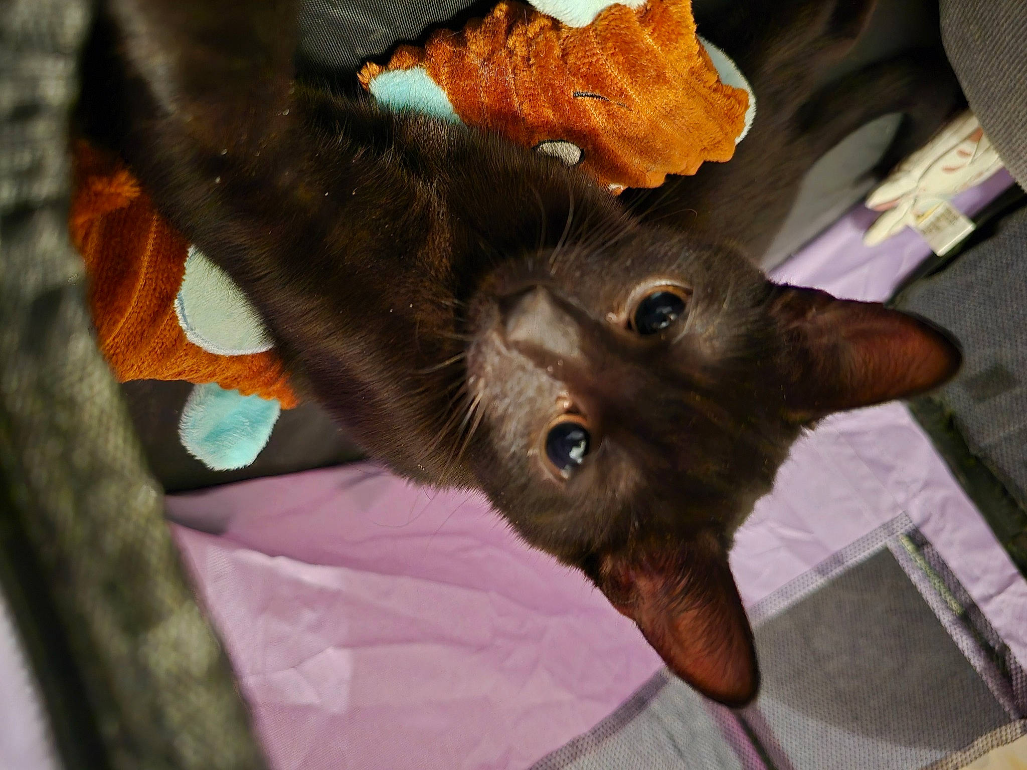 Bagheera participe au concours pour gagner de l'argent avec cette photo : canidae, carnivore, cat, claw, dog_breed, domestic_short_haired_cat, fawn, felidae, fur, gesture, liver, paw, small_to_medium_sized_cats, snout, sporting_group, tree, twig, whiskers, wood, working_animal