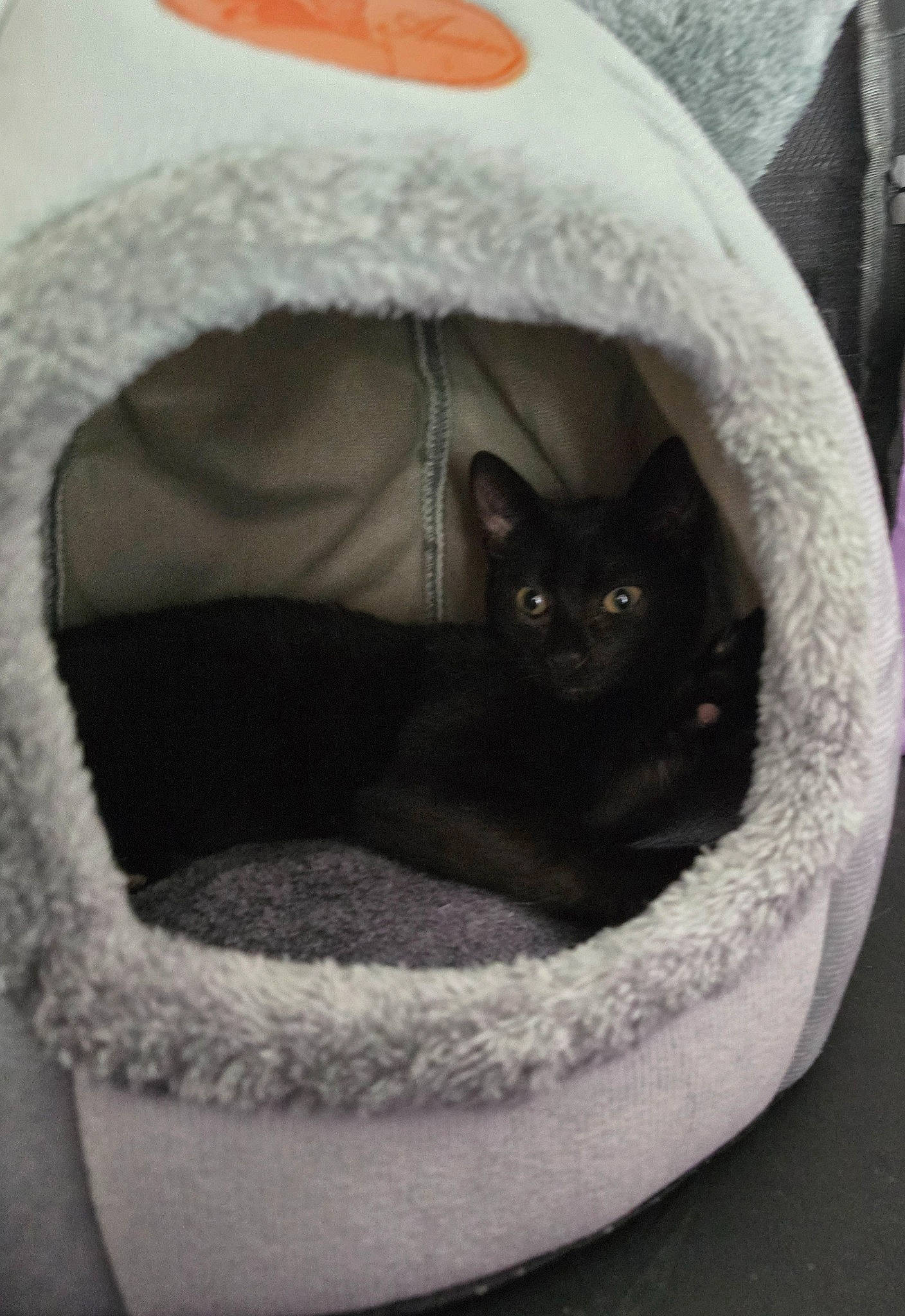 Bagheera participe au concours pour gagner de l'argent avec cette photo : bag, bean_bag, carnivore, cat, cat_bed, cat_furniture, cat_supply, chair, comfort, domestic_short_haired_cat, felidae, fur, grey, linens, monochrome_photography, pet_supply, small_to_medium_sized_cats, snout, tail, whiskers