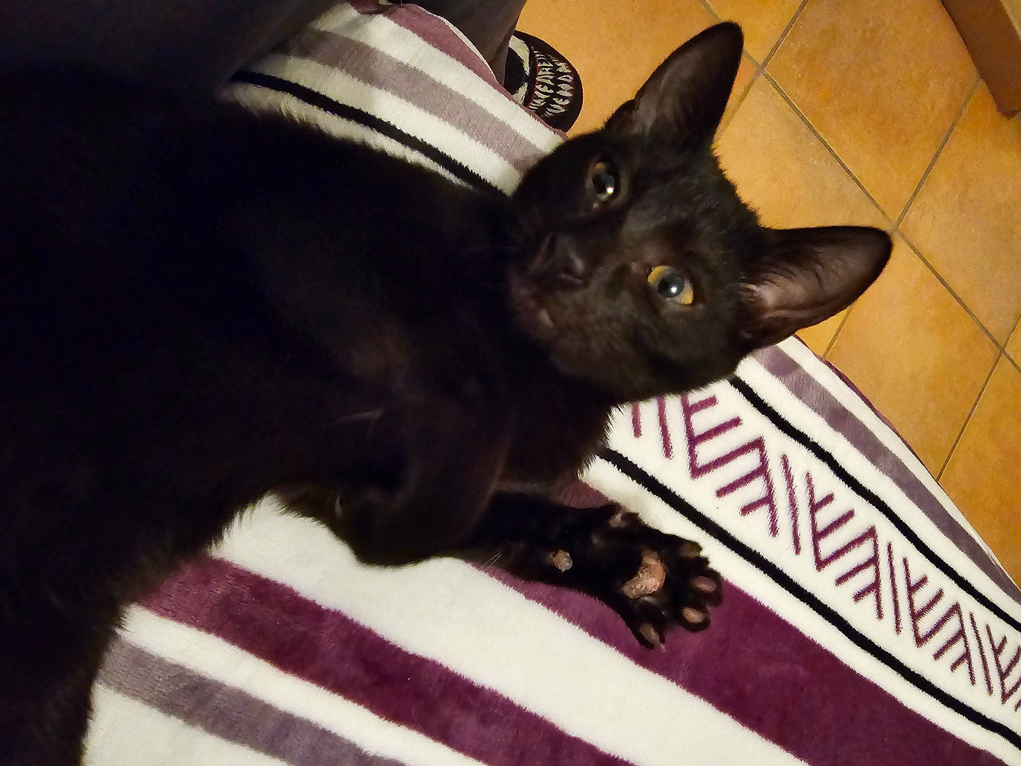 Bagheera a rejoint le concours — aidez-le/la à gagner de superbes lots ! black_cat, bombay, carmine, carnivore, cat, claw, comfort, domestic_short_haired_cat, felidae, flooring, fur, havana_brown, paw, small_to_medium_sized_cats, tail, tile_flooring, whiskers