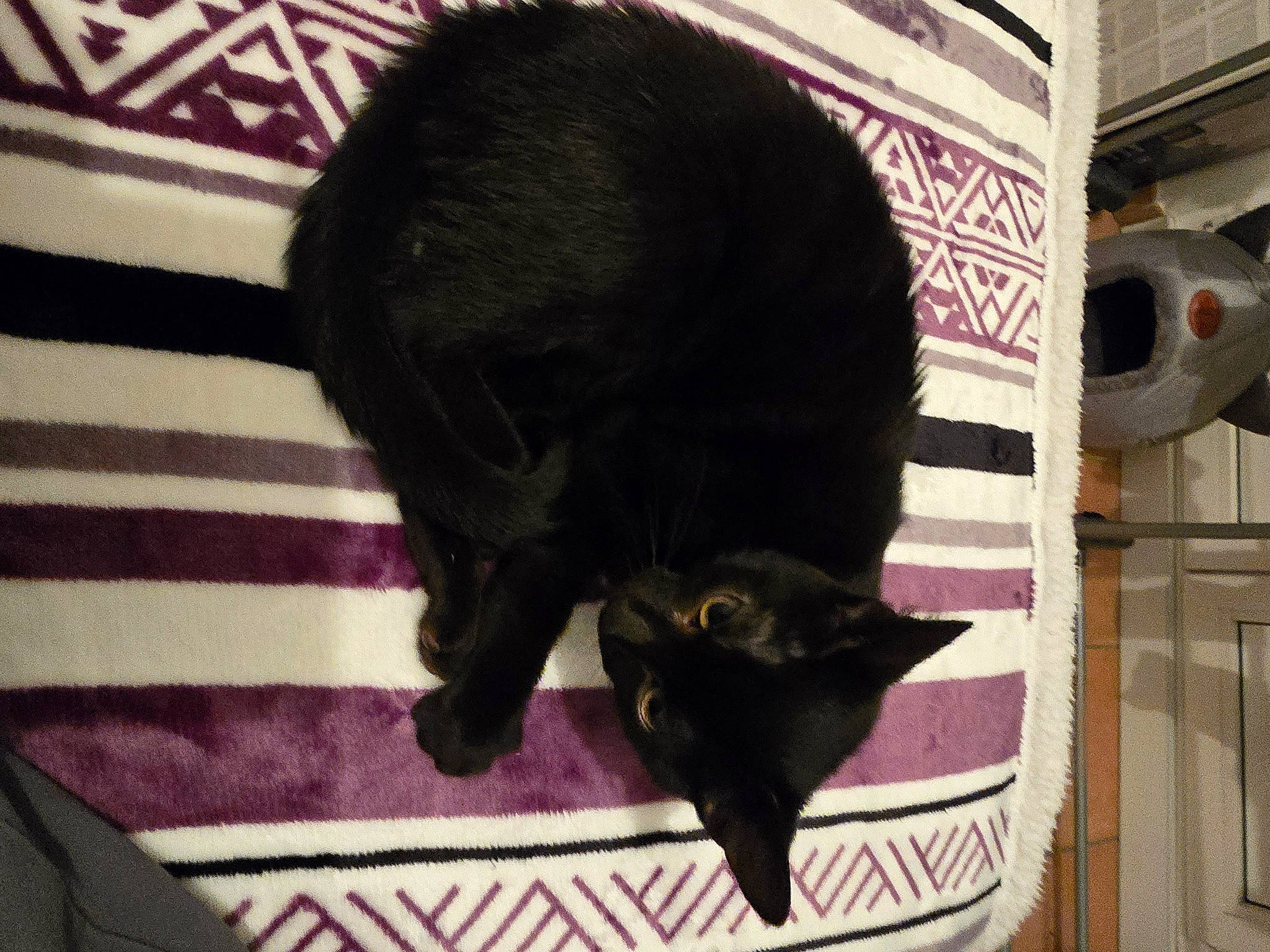 Bagheera a rejoint le concours — aidez-le/la à gagner de superbes lots ! black_cat, bombay, carnivore, carpet, cat, cat_supply, claw, comfort, dog_breed, domestic_short_haired_cat, felidae, flooring, fur, linens, magenta, mammal, small_to_medium_sized_cats, tail, terrestrial_animal, whiskers