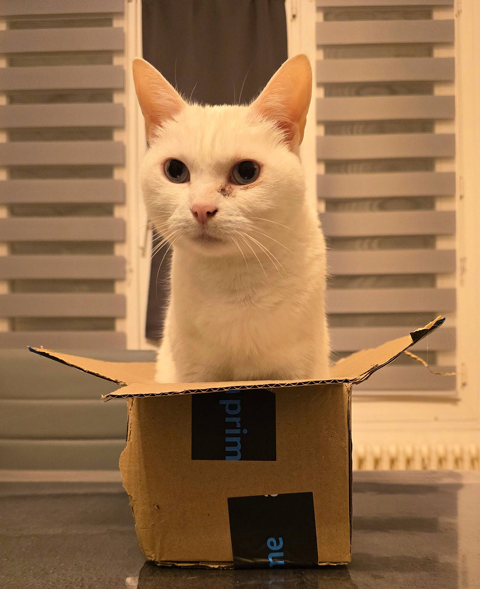 Boule De Neige a rejoint le concours — aidez-le/la à gagner de superbes lots ! art, box, cardboard, carnivore, cat, domestic_short_haired_cat, fawn, felidae, fur, paw, pet_supply, small_to_medium_sized_cats, snout, tail, whiskers, wood