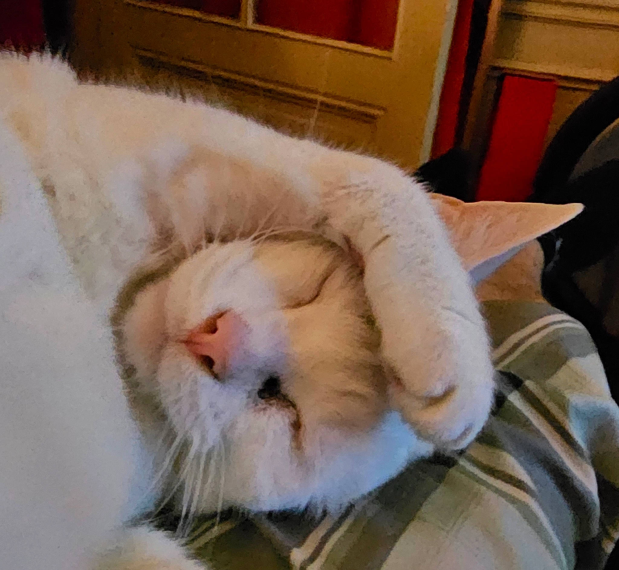 Boule De Neige a rejoint le concours — aidez-le/la à gagner de superbes lots ! carnivore, cat, claw, comfort, domestic_short_haired_cat, eye, fawn, felidae, fur, nap, paw, sleep, small_to_medium_sized_cats, snout, tail, whiskers