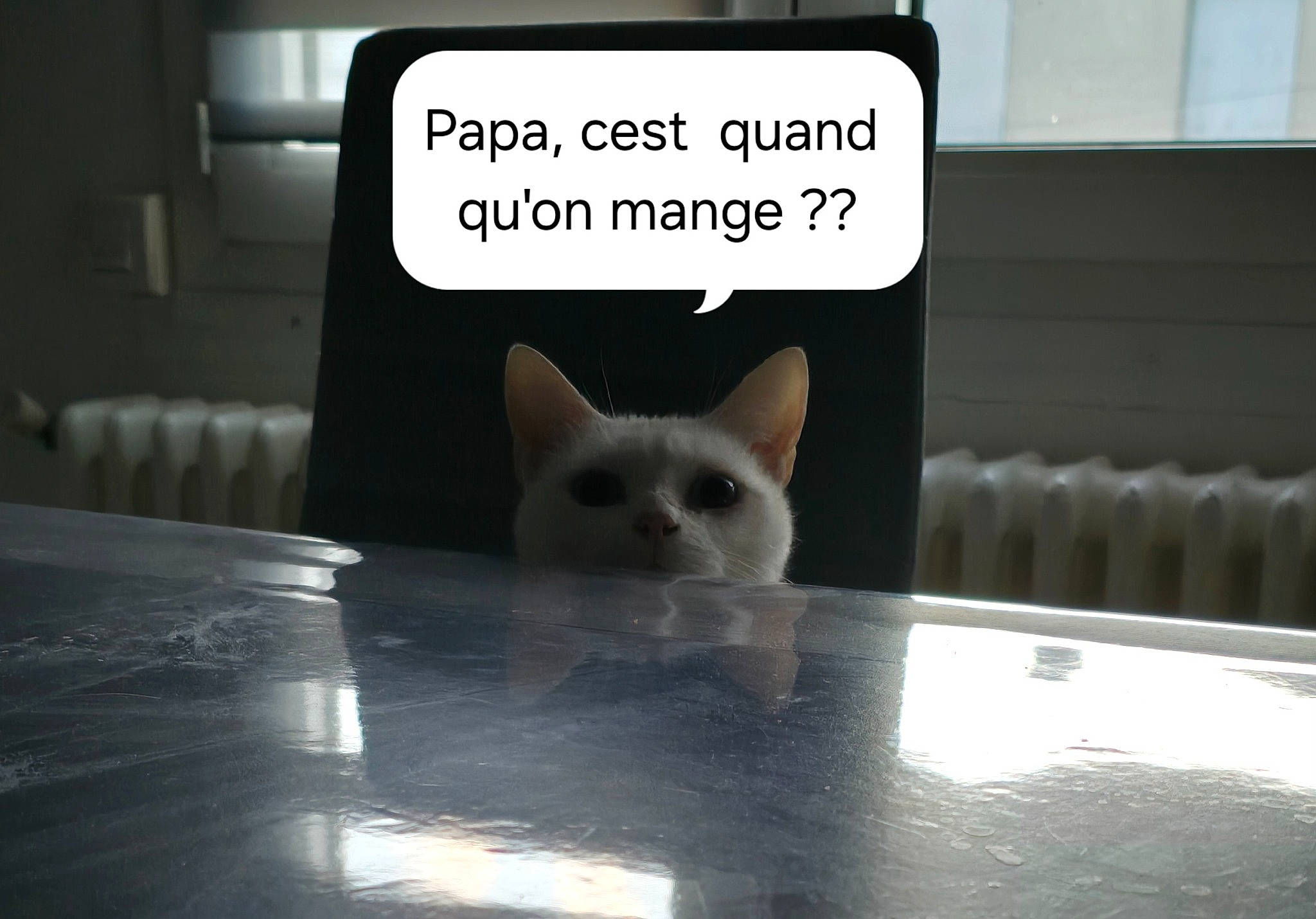 Boule De Neige a rejoint le concours — aidez-le/la à gagner de superbes lots ! carnivore, cat, darkness, domestic_short_haired_cat, felidae, font, photo_caption, publication, small_to_medium_sized_cats, snout, tail, whiskers