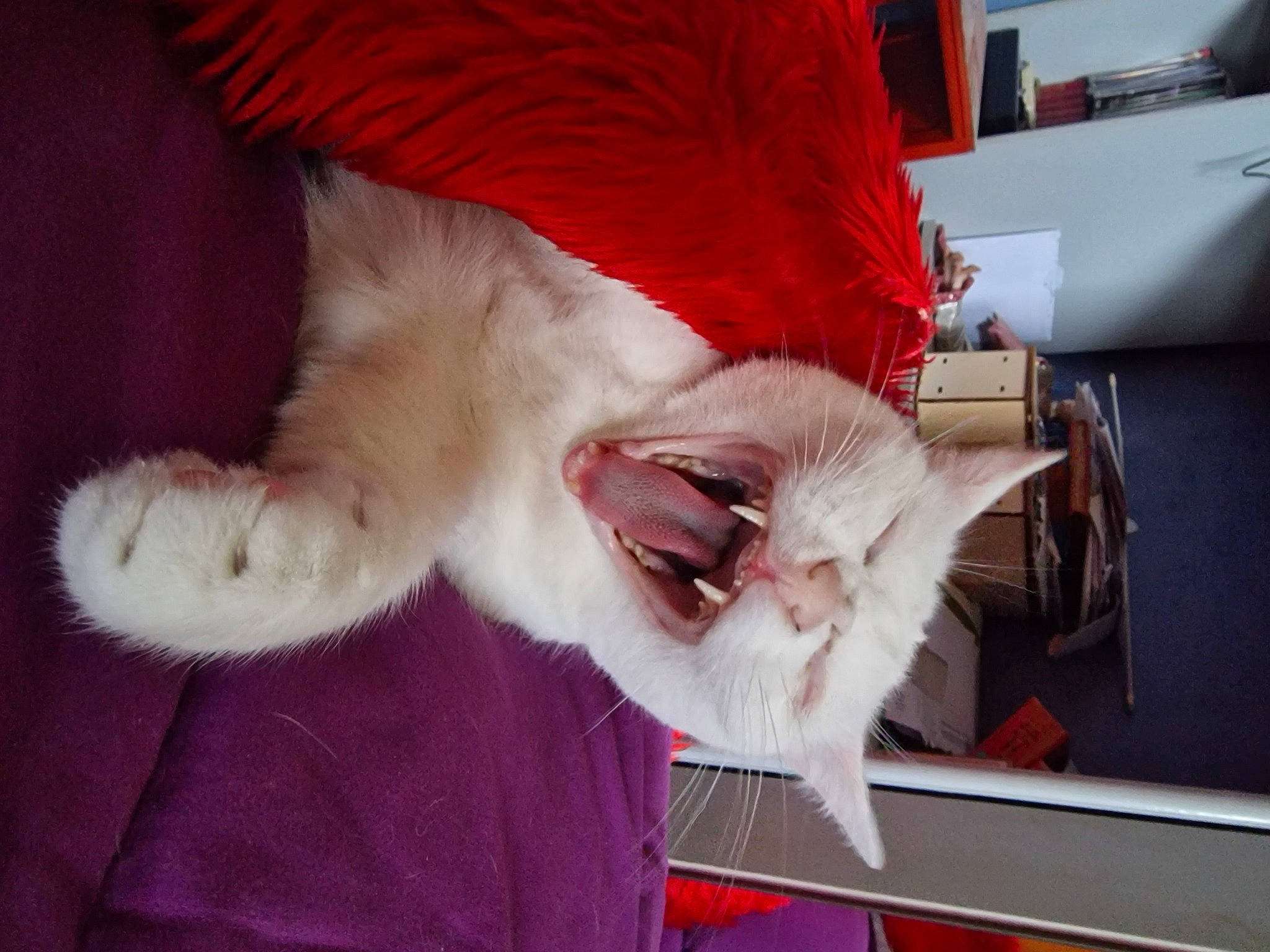 Boule De Neige participe au concours pour gagner de l'argent avec cette photo : canidae, carnivore, cat, claw, comfort, companion_dog, domestic_short_haired_cat, fang, felidae, fur, human_leg, paw, small_to_medium_sized_cats, snout, sporting_group, tail, whiskers, yawn