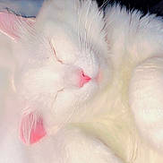 Babygirl is registered to the contest to win money with this photo: cat, white_cat, sleeping, pet, fur, whiskers, pink_nose, pink_ear, close_up, cozy, resting, animal, domestic_animal, cute, fluffy, indoor, soft_light, peaceful, relaxed, bed
