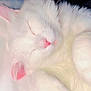 cat, white_cat, sleeping, pet, fur, whiskers, pink_nose, pink_ear, close_up, cozy, resting, animal, domestic_animal, cute, fluffy, indoor, soft_light, peaceful, relaxed, bed