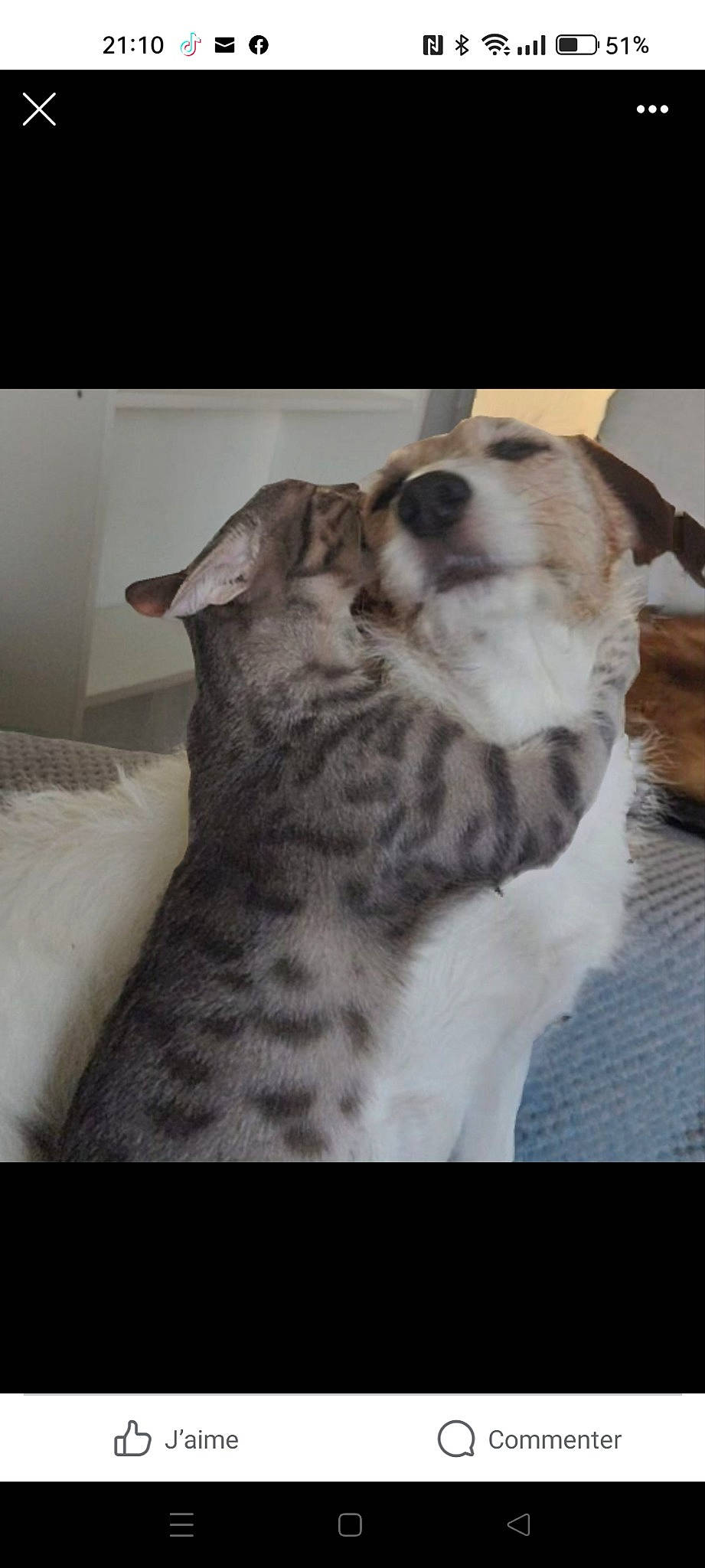 Hindi participe au concours pour gagner de l'argent avec cette photo : canidae, carnivore, comfort, companion_dog, couch, dog, dog_breed, domestic_short_haired_cat, fawn, felidae, foot, fur, nap, paw, sleep, small_to_medium_sized_cats, sporting_group, tail, terrestrial_animal, whiskers