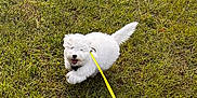 Angel participe au concours pour gagner de l'argent avec cette photo : dog, puppy, white_dog, grass, leash, outdoor, happy, playful, animal, pet, nature, running, cute, fur, tail, daylight, young_dog, canine, fun, field